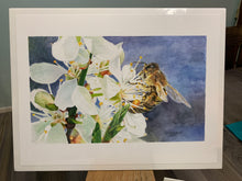Load image into Gallery viewer, Honeybee on White Cherry Blossom Print, "Buzz Worthy"