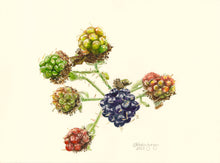 Load image into Gallery viewer, Blackberries Greeting Card, "Transitions"