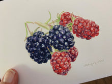 Load image into Gallery viewer, Blackberries "Little Gems" Notecards - pack of 3