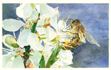 Load image into Gallery viewer, Honeybee on White Cherry Blossoms Notecards, "Buzz Worthy" - pack of 3