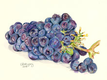 Load image into Gallery viewer, Grapes Print, "Crisp and Sweet"