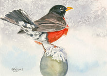 Load image into Gallery viewer, American Robin in winter - print from watercolor painting