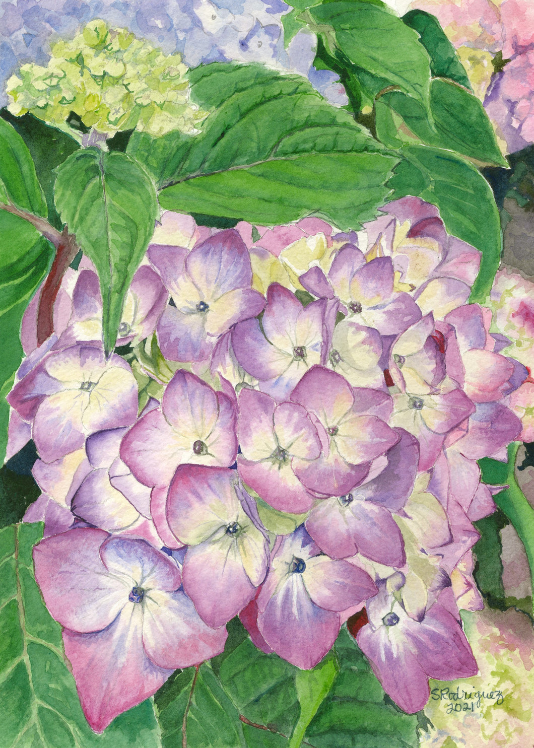 Hydrangea (Lavendar) Print, 