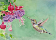 Load image into Gallery viewer, Hummingbird with fuschia, Notecards, pack of 3 - &quot;Anna&#39;s Hummingbird&quot;
