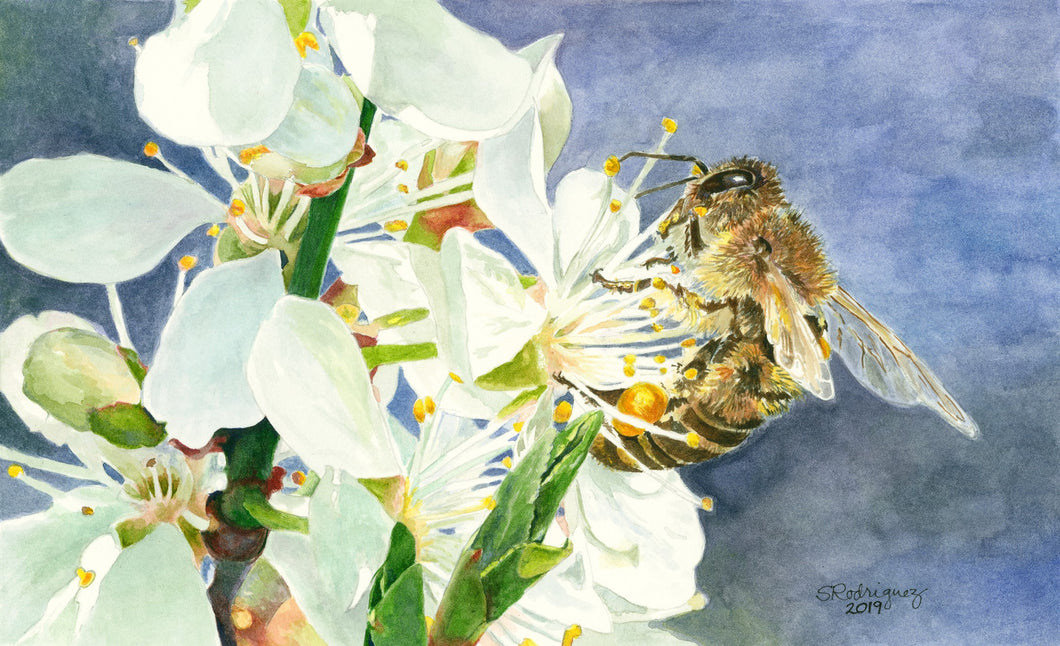 Honeybee on White Cherry Blossom Greeting Card, 