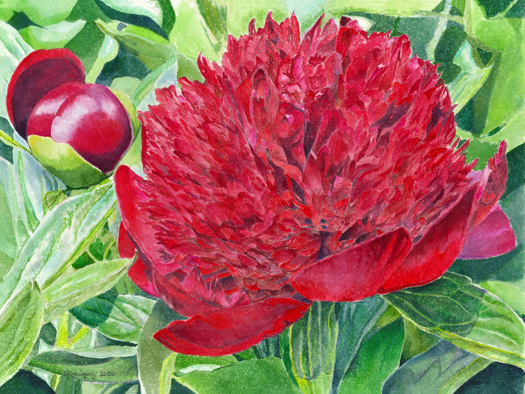 Red Peony Notecards, Pack of 3 - 