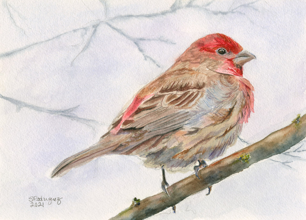 Red House Finch Notecards, pack of 3