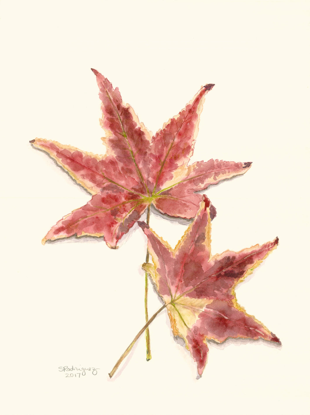 Maple Leaves Notecards, 