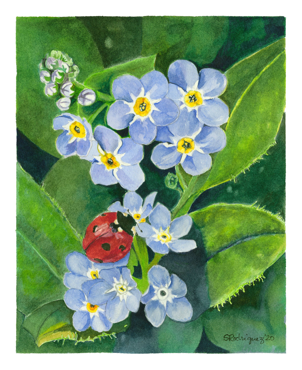 Forget-Me-Nots Notecards, pack of 3