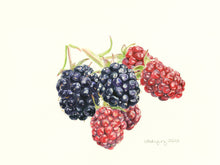 Load image into Gallery viewer, Blackberries in watercolor realism on white background
