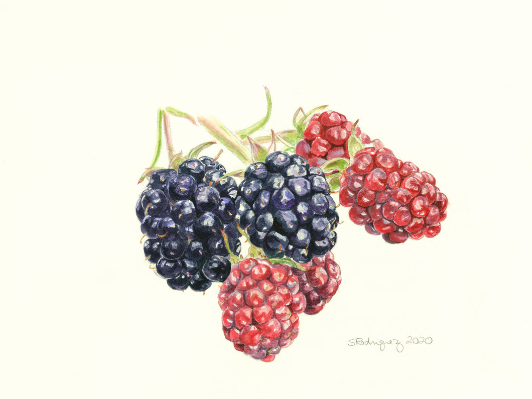 Blackberries in watercolor realism on white background