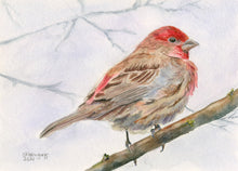 Load image into Gallery viewer, Red House Finch, Greeting Card
