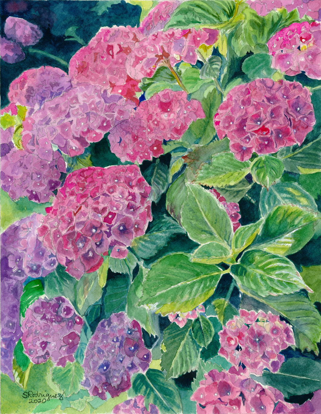 Hydrangea (Pink) Notecards, pack of 3 